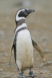 Magellanic Penguin