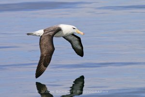 Black Browed Albatross  2203.jpg