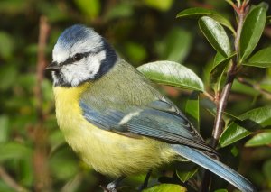 Blue Tit