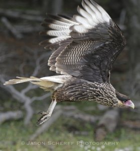 Crested Caracara juvenile 1452.jpg