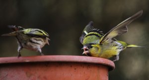 Eurasian siskin