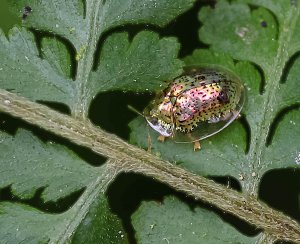 Golden Tortoise Beetle