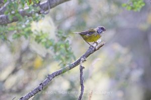 Patagonian Sierra Finch juvenile 1538.jpg