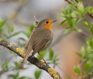 European Robin