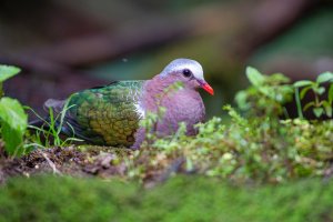 Asian Emerald Dove