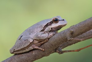 Eastern European Tree Frog