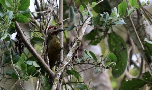 Golden Olive Woodpecker