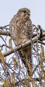 Post-conjugal kestrel