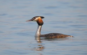 Great Crested Grebe