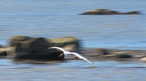 Panning   BH Gull