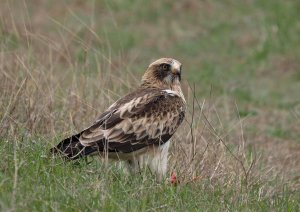 Booted Eagle with prey