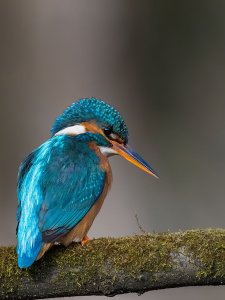 My first kingfisher