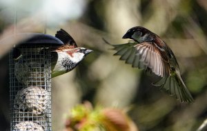 House Sparrows