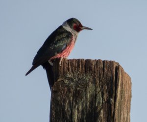 Lewis's Woodpecker