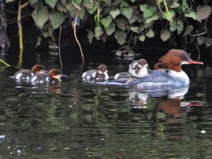 female goosander