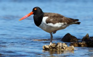American Oystercatcher standing on... oysters!