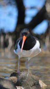 American oystercatcher full face picture