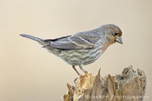 House Finch.jpg