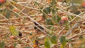 Himalayas-679 : Black-throated Sunbird male : nectaring : Amazing Wildlife of India by Renu Tewari and Alok Tewari