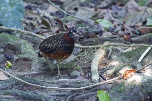 Sabah Partridge