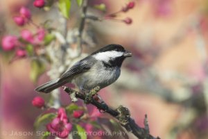 Black-capped Chickadee 2.jpg