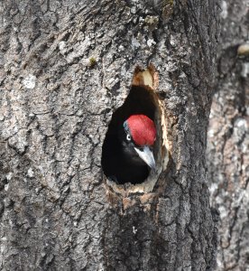 Black woodpecker