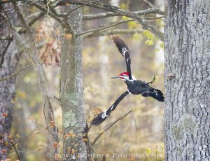 Pileated Woodpecker.jpg