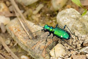 Six-spotted Tiger Beetle