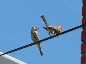 A Pair of House Finches
