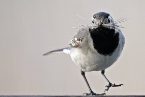 White Wagtail