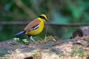 Bornean Banded Pitta