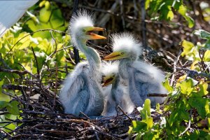 Baby Great Egrets