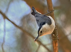 An Upside-Down Bird