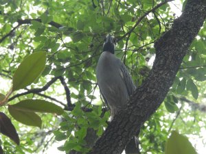 Best Angle for Herons