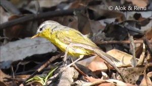 Himalayas-699 : Grey hooded Warbler pair bathing-preening : Amazing Wildlife of India by Renu Tewari and Alok Tewari