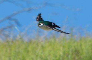 Violet-Green Swallow (a.k.a. flying marshmallow)