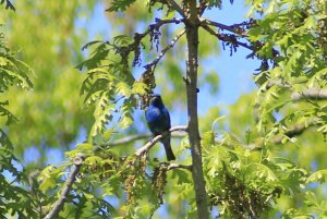 Indigo Bunting