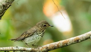 Swainson's Thrush