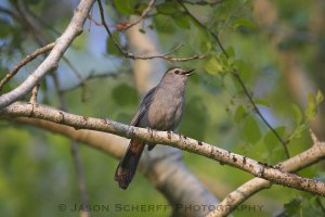 Gray Catbird 1.jpg