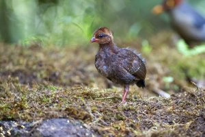 Crested Partridge