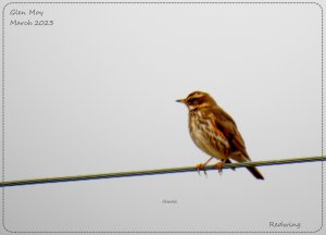 Bird on a wire