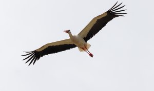 White Stork