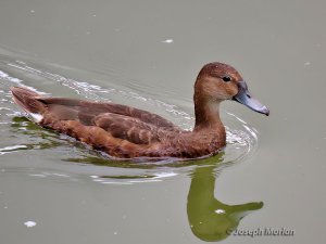 Rosy-billed Pochard