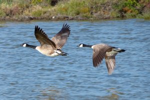 Canada Geese (Branta canadensis)