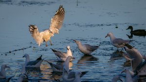 Silver Gulls