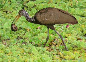 Limpkin