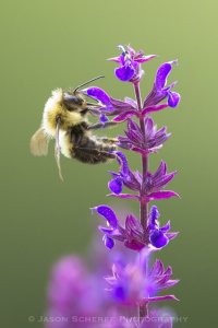 Bombus impatiens.jpg