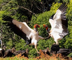 King Vultures Fighting
