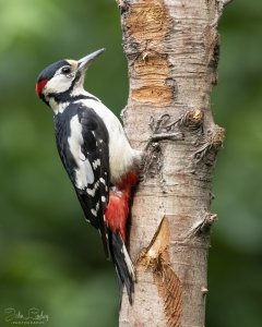 Male great spotted Woodpecker