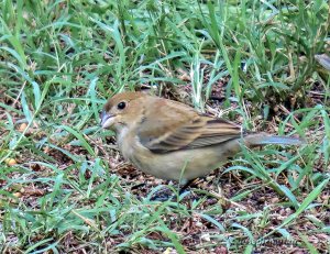 Indigo Bunting